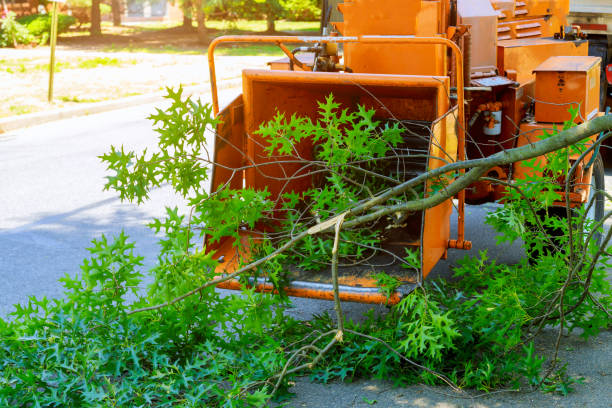 Best Best Tree Removal Services  in Lexico, CA